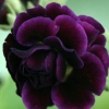 Auricula Rose Conjou - Abriachan Nurseries